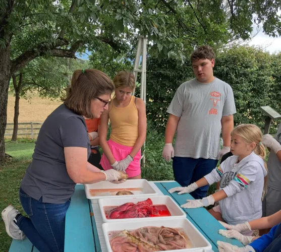 4-Hers learn about biology, livestock at animal science day camp